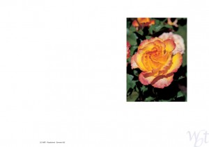 til-salg-_-244-roseblomst